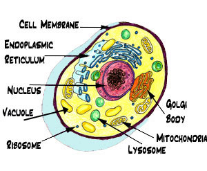 CELL STRUCTURE AND FUNCTIONS