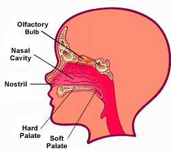 nose diagram