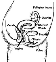 female organs