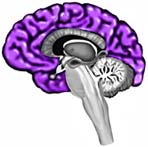 brain cerebrum